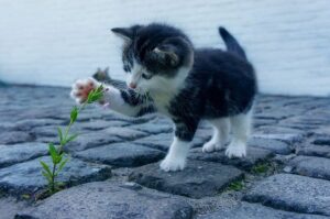 cute kitty transform your social media profile